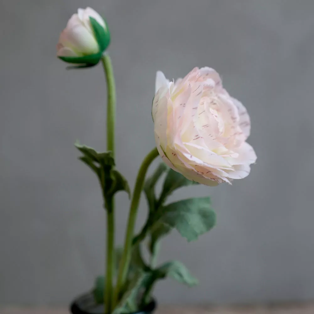 FLEUR Ranunkel antik hvid