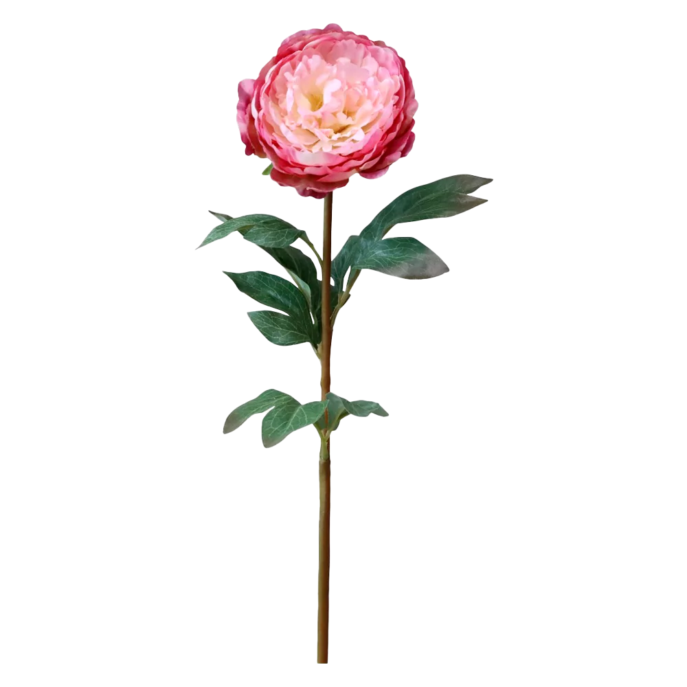 FLEUR Pæon rosa
