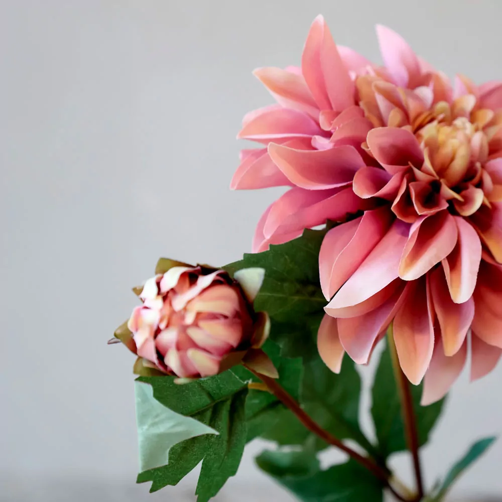FLEUR Dahlia gammel rosa