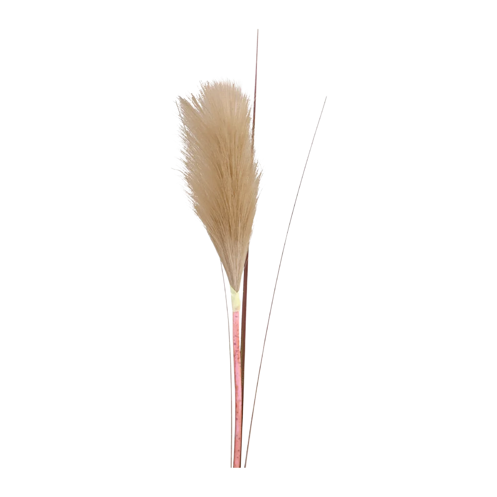 Chic Antique Fleur Pampasgræs